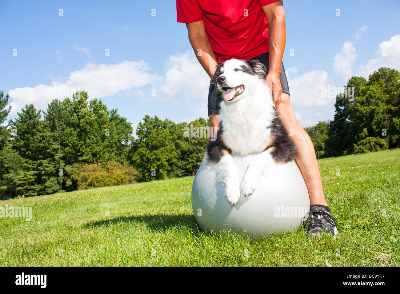Hundebesitzer hilft seinen Hund mit stretching-Techniken auf einer Yoga-Ball im Park.  Ideal für die Aufrechterhaltung der Flexibilität bei älteren Hunden. Stockfoto