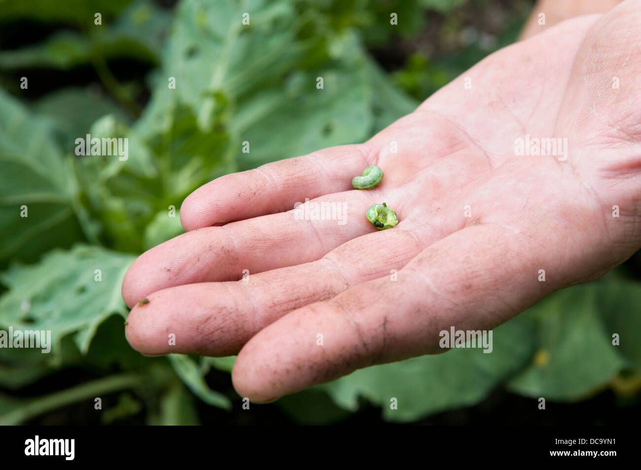 Mann Suche nach Raupen an Kohl Pflanzen von Kohl weißen Schmetterling, genommen in Bristol, Großbritannien Stockfoto