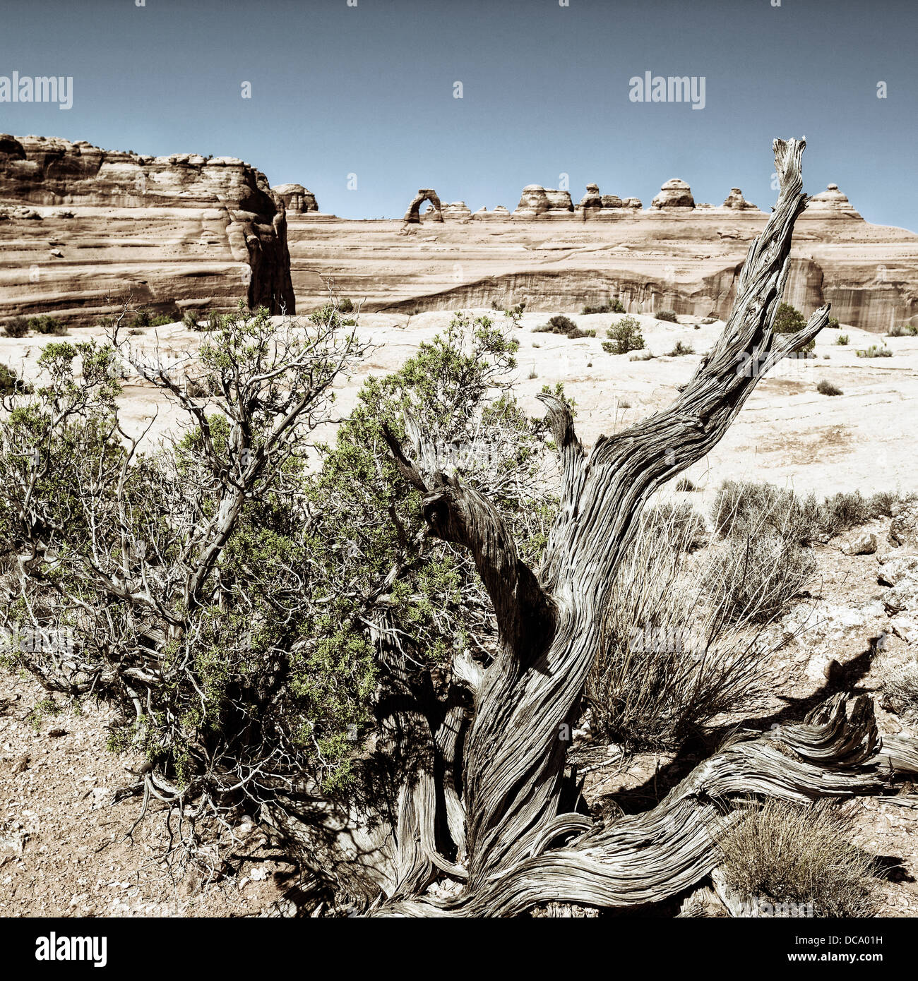 Holz und zarte Bogen, Arizona. Stockfoto