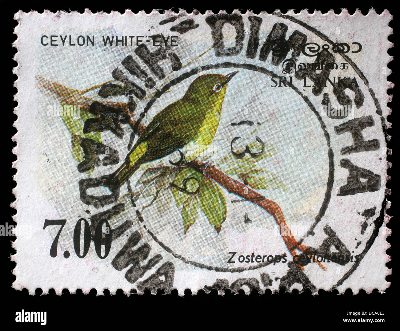 SRI LANKA - ca. 1988: Eine Briefmarke gedruckt in der Republik von Sri Lanka Sri Lanka zeigt White-eye Vogel, Zosterops ceylonensis Stockfoto