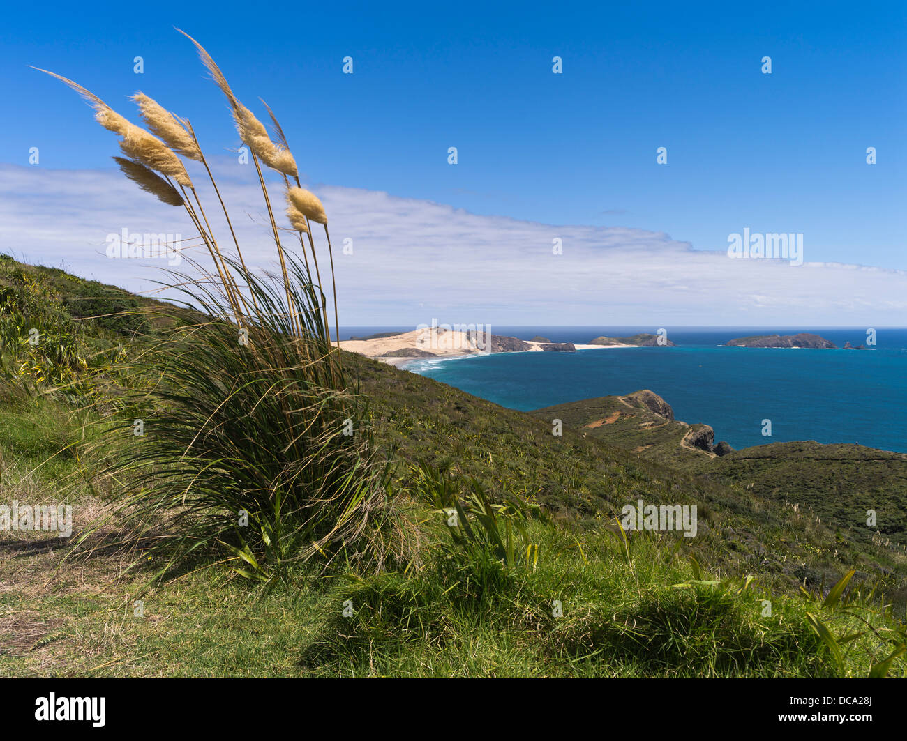 dh CAPE REINGA Neuseeland Toi Toi Toetoe Rasen wachsen wilde Küsten Klippen Stockfoto