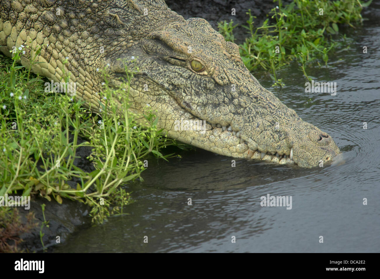 Ein Nilkrokodil Eintauchen ins Wasser Stockfoto