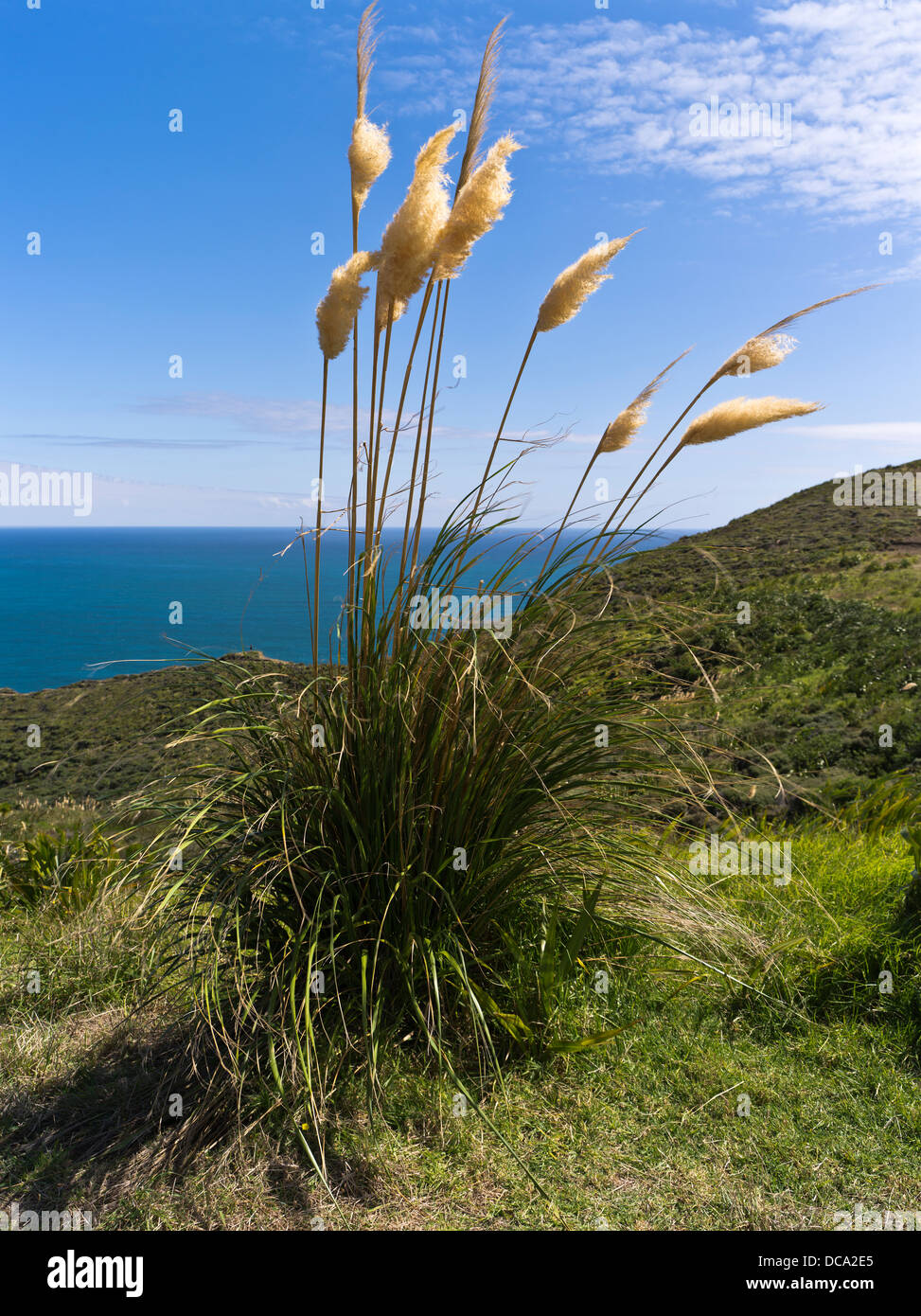 dh CAPE REINGA Neuseeland Toi Toi Toetoe Rasen wachsen wilde Küsten Klippen Stockfoto