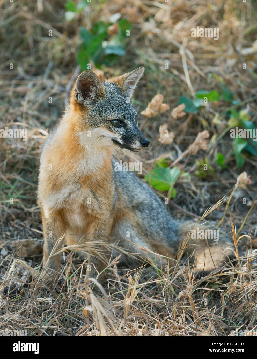 Santa Cruz Island Fuchs (Urocyon Littoralis) WILD, endemisch zu Kalifornien Kanalinseln, stark gefährdet Stockfoto