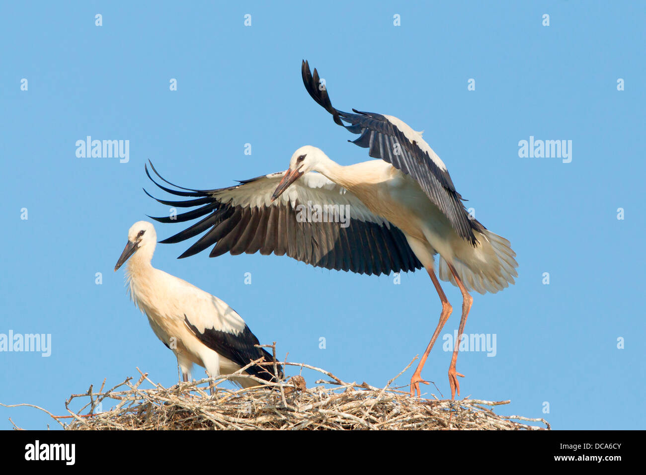 Weißstörche (Ciconia Ciconia), zwei Jungstörche vom Nest während Flug-Übungen Stockfoto