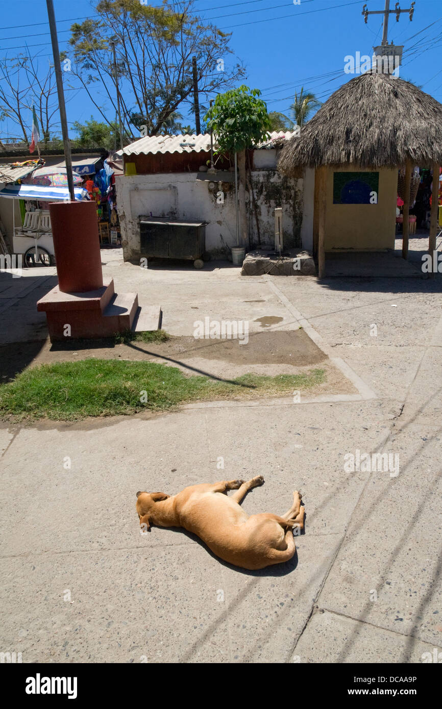 Hund liegend auf dem Bürgersteig, Bucerias, Bundesstaat Nayarit, Mexiko Stockfoto