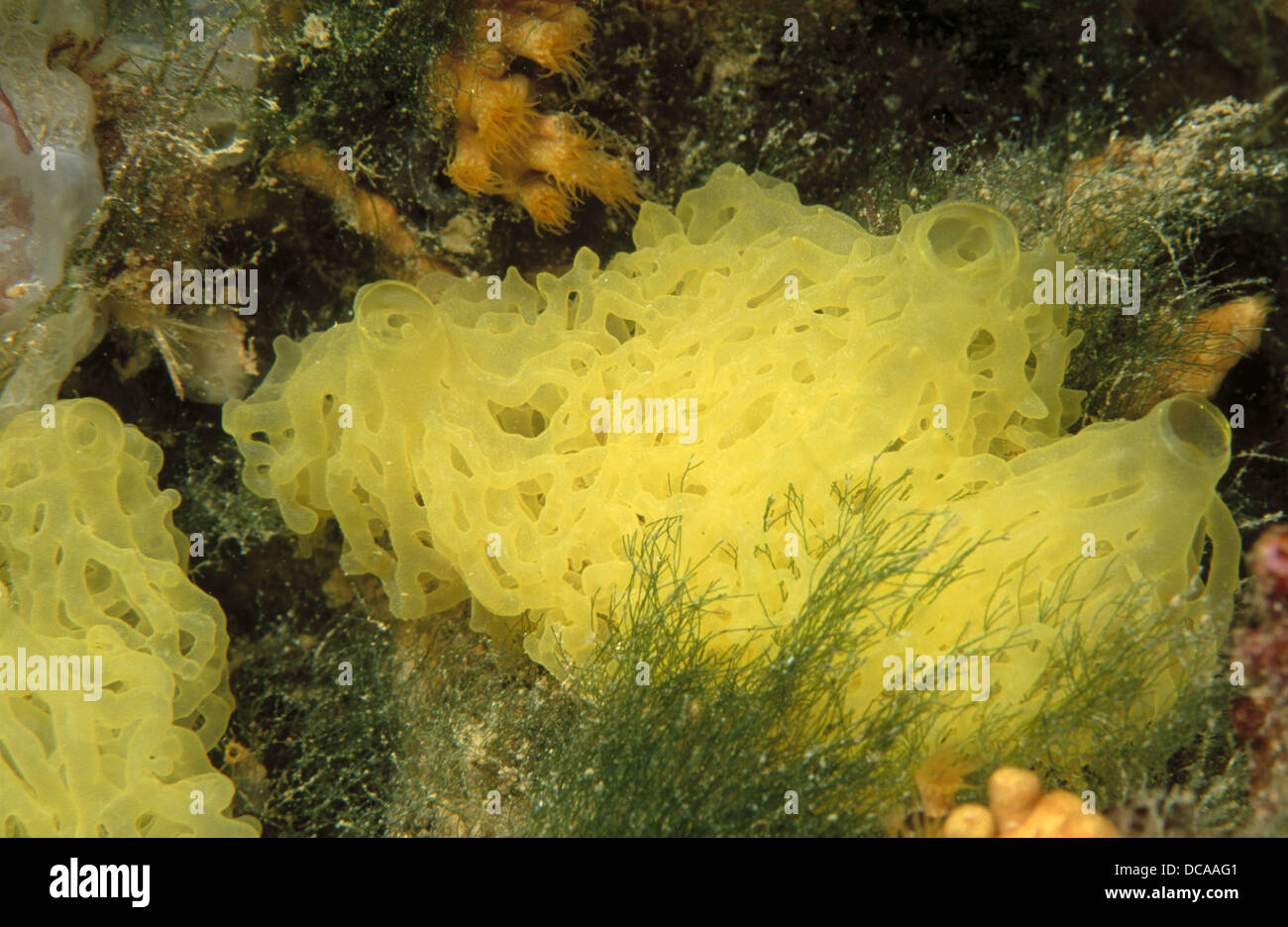 Clathrina clathrus Fotos und Bildmaterial in hoher Auflösung Alamy