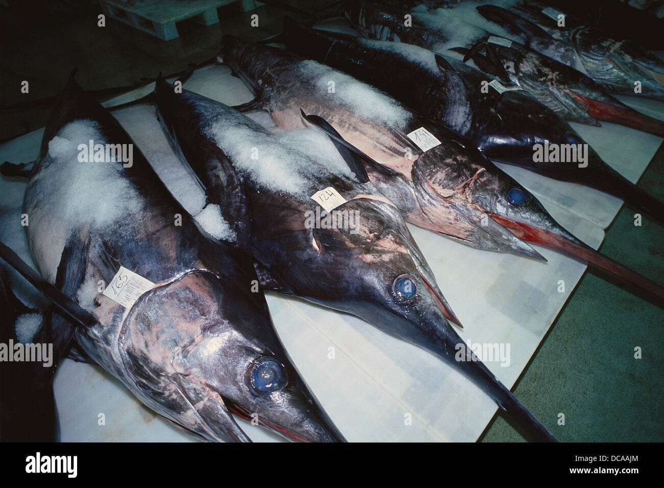 Angeln am Hafen von Vigo. Galizien. Spanien. Schwertfisch. Xiphias gladius Stockfoto