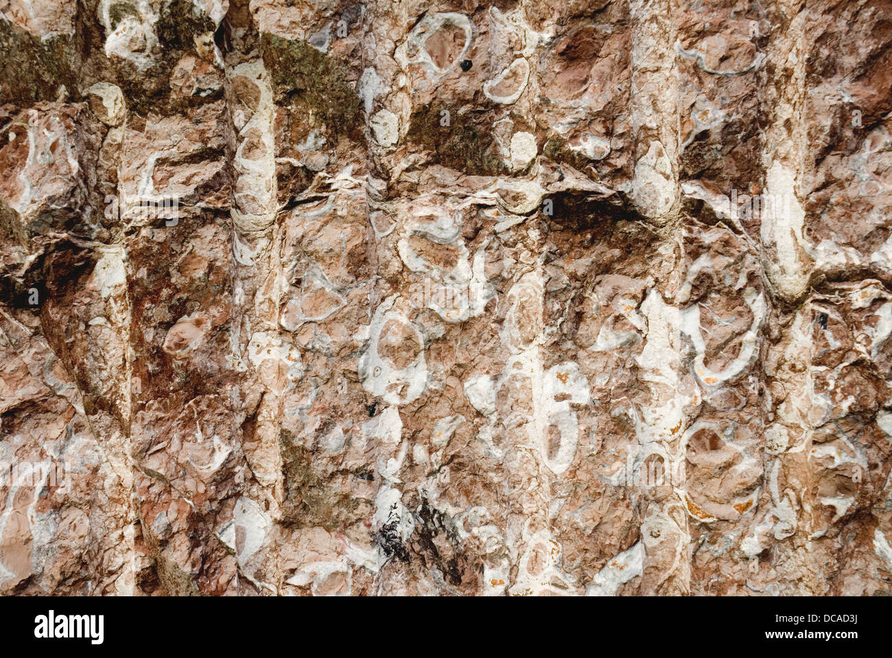 Fossile Mollusken im Riff Kalkstein (´Rojo de Ereño´ Kalkstein). Ereño, Biskaya, Baskenland, Spanien Stockfoto
