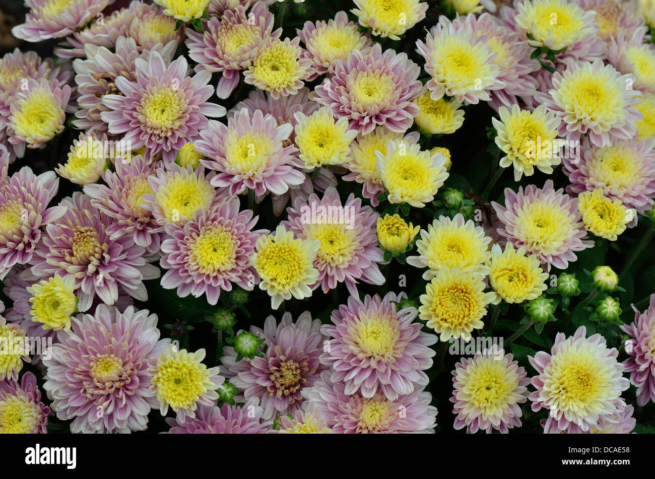 Blasses gelb rosa Chrysanthemen Stockfoto