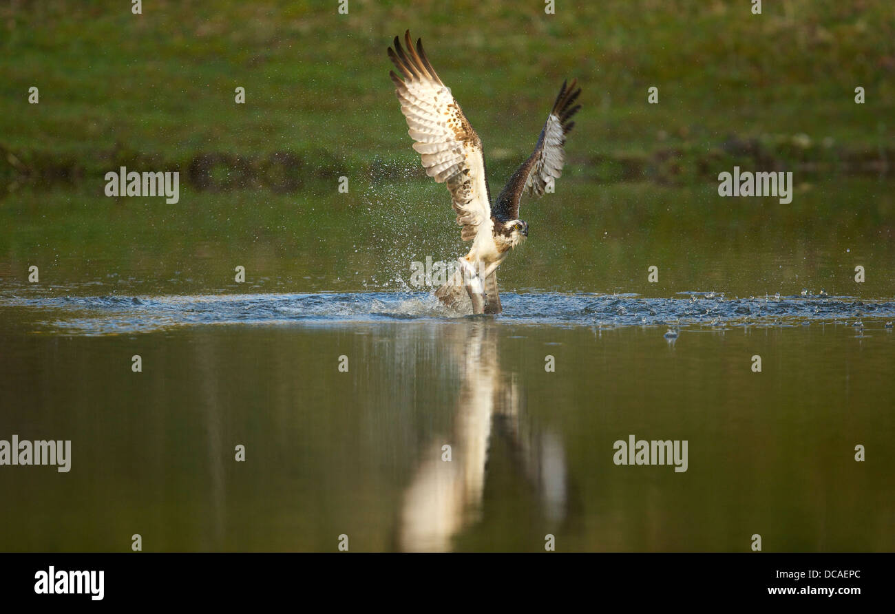 Fischadler in Aktion in Schottland Stockfoto