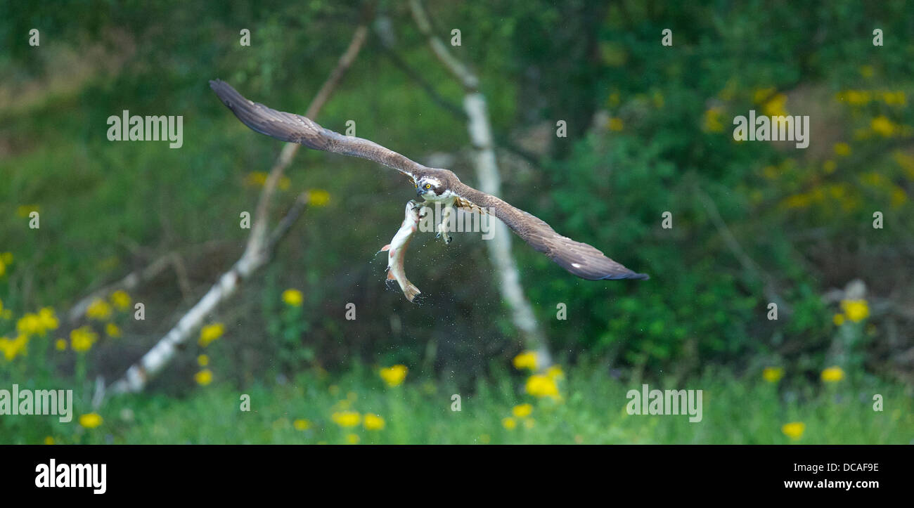 Fischadler in Aktion in Schottland Stockfoto