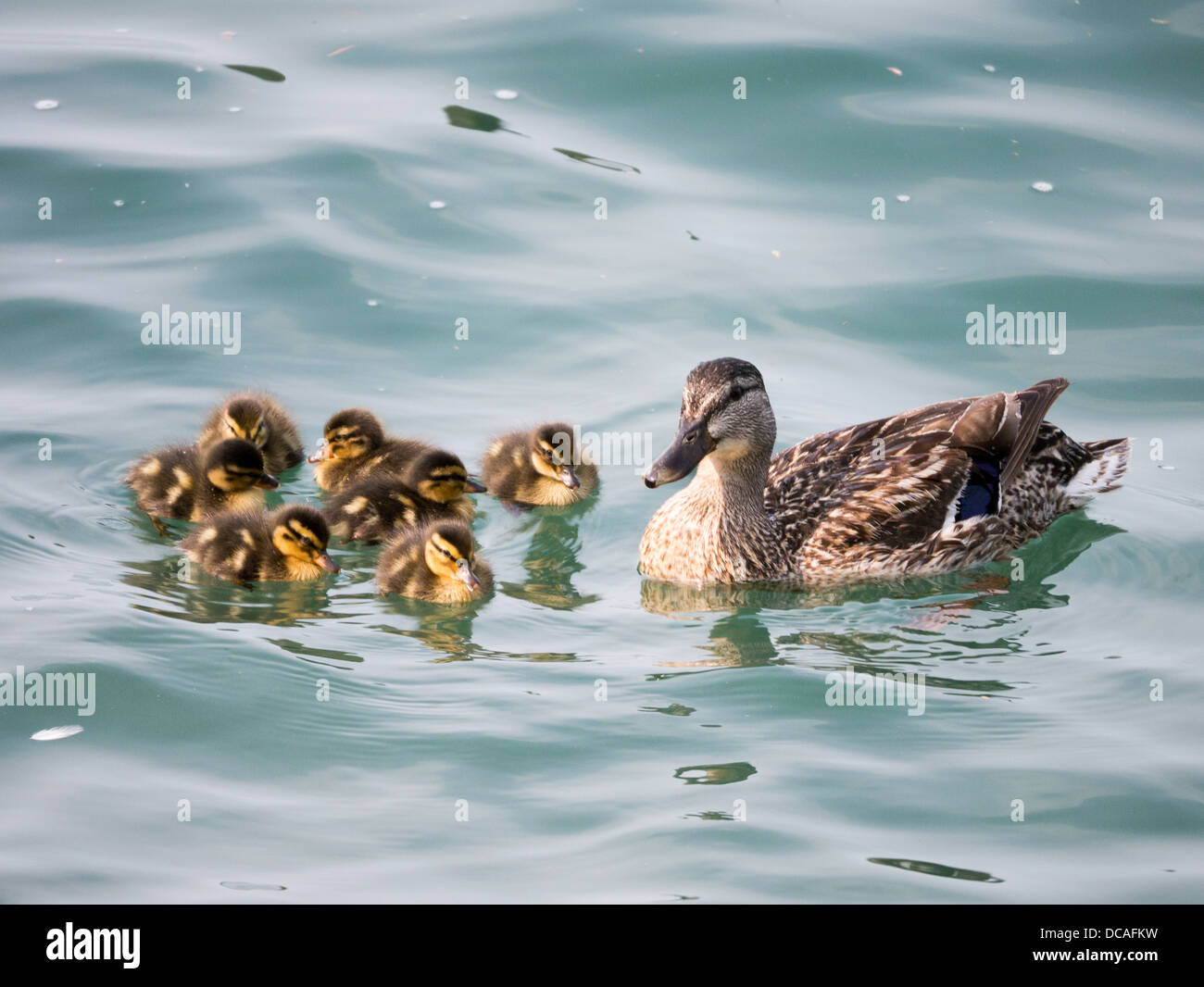 Eine Entenmutter und Entenküken (Familie der Enten) auf blauen Wasser Stockfoto