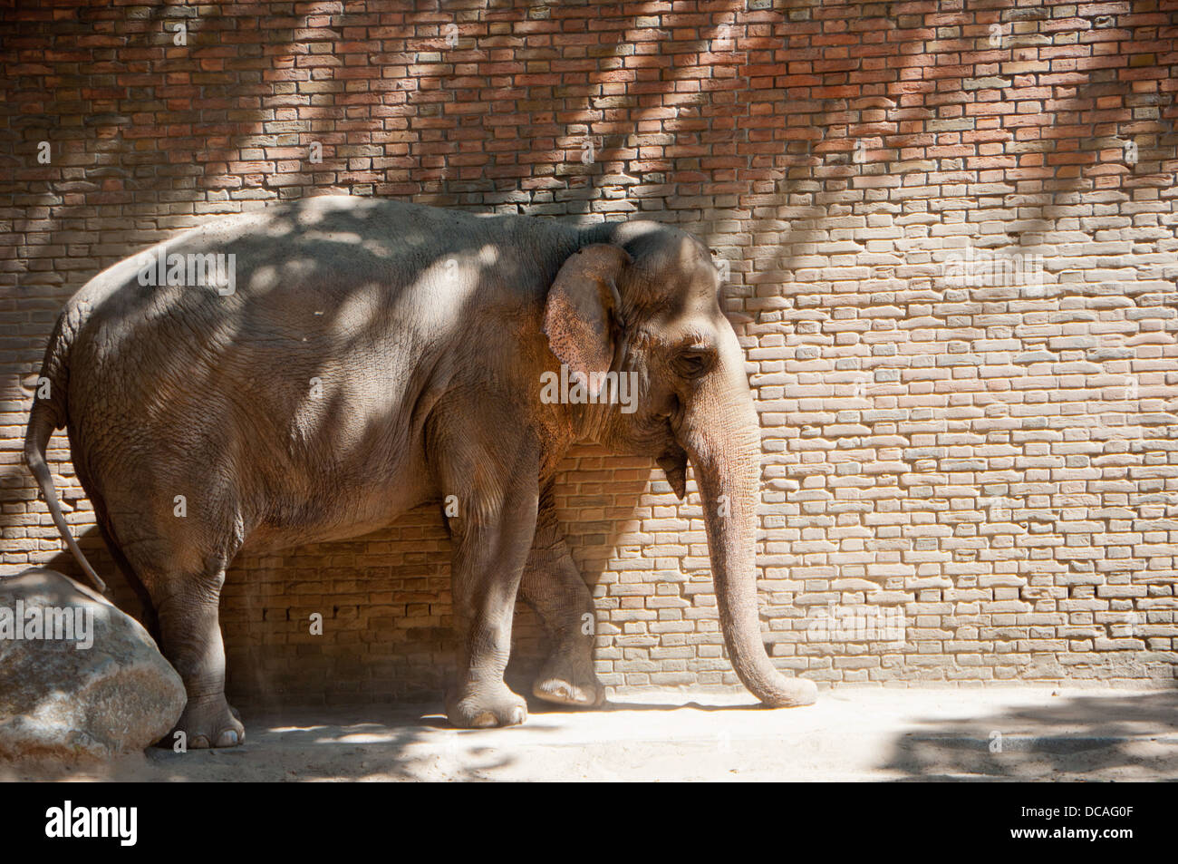 Indische Elefanten im Berliner zoo Stockfoto