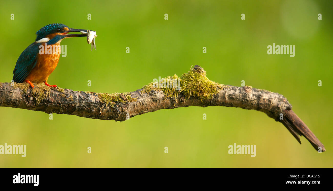 Eisvogel in seiner natürlichen Umgebung am Ufer des Flusses Stockfoto