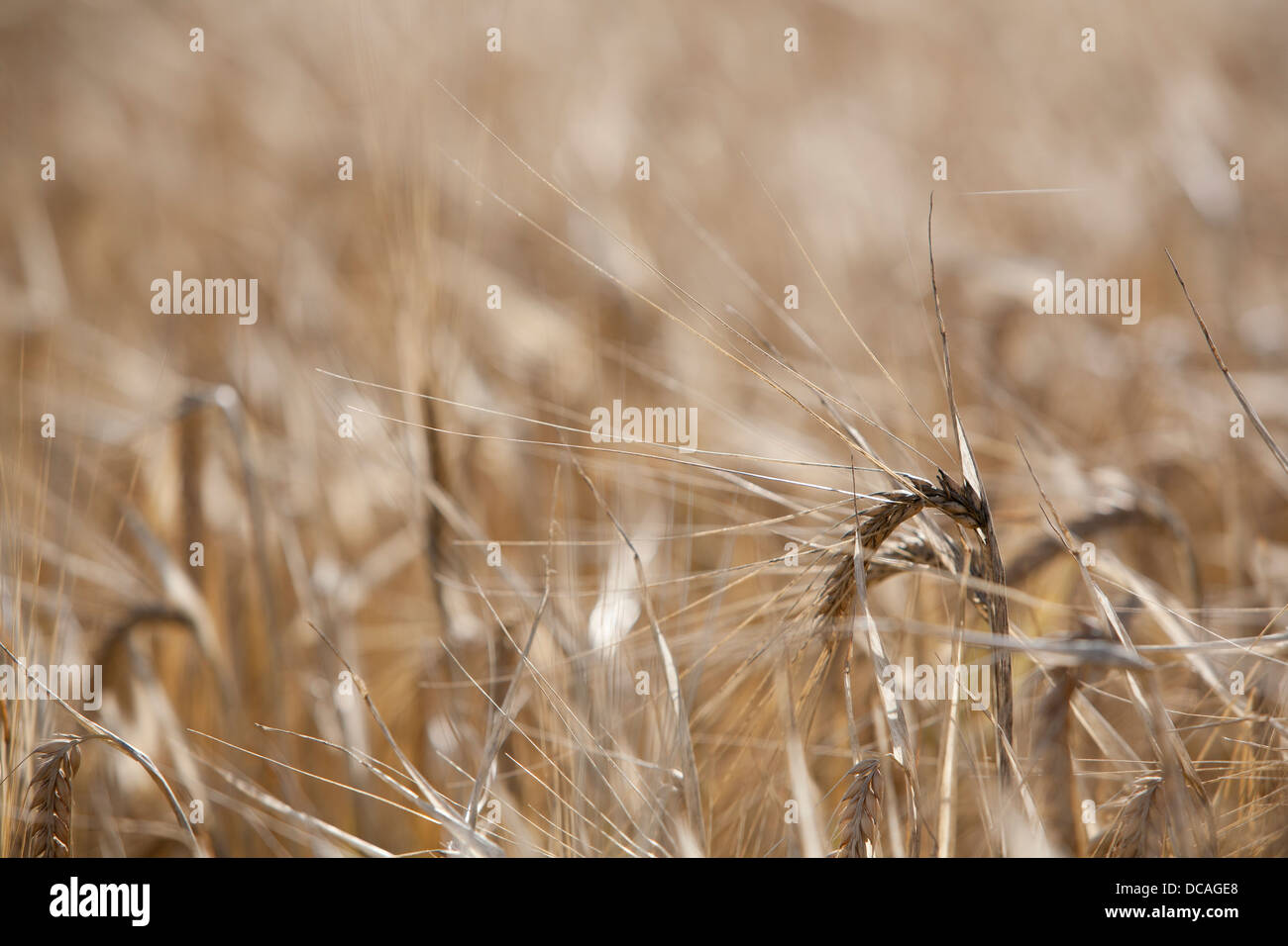 Nahaufnahme der Gerste (Hordeum Vulgare L) Ernte reif für die Ernte, Oxfordshire, Vereinigtes Königreich. Stockfoto