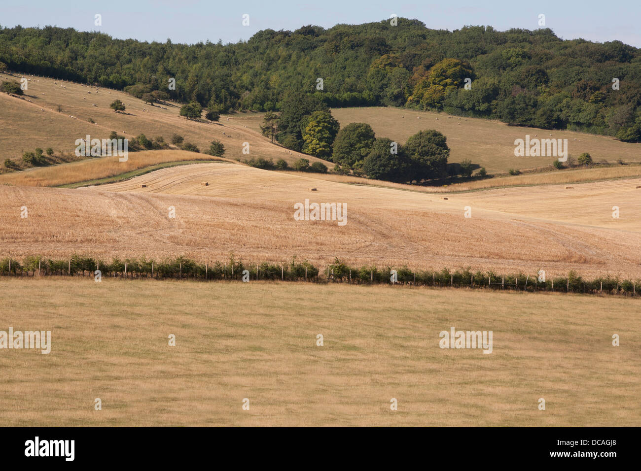 Hügelige Felder geerntet an einem Sommer-Morgen, Oxfordshire, Vereinigtes Königreich. Stockfoto