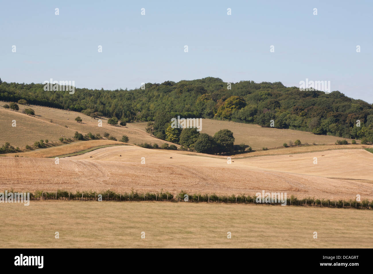 Hügelige Felder geerntet an einem Sommer-Morgen, Oxfordshire, Vereinigtes Königreich. Stockfoto
