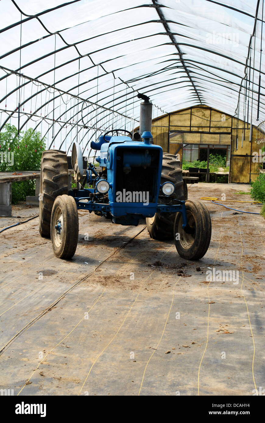 Blaue Traktor geparkt in einem Gewächshaus Stockfoto