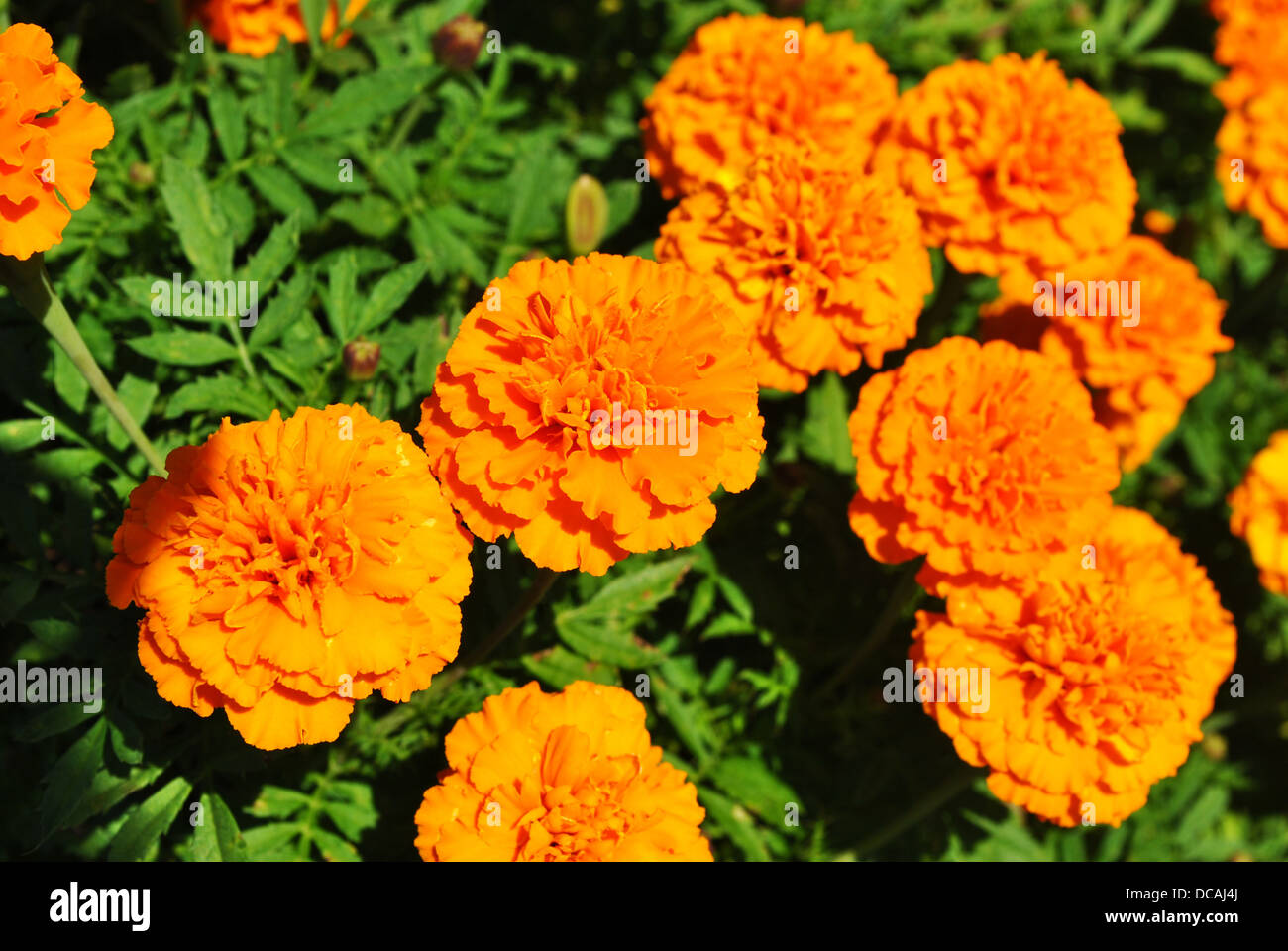 Hintergrund der riesigen orangefarbenen Crackerjack Ringelblumen im Sommer Sonne Stockfoto