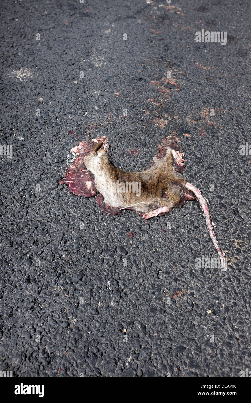 Tote Ratte Roadkill Stockfoto