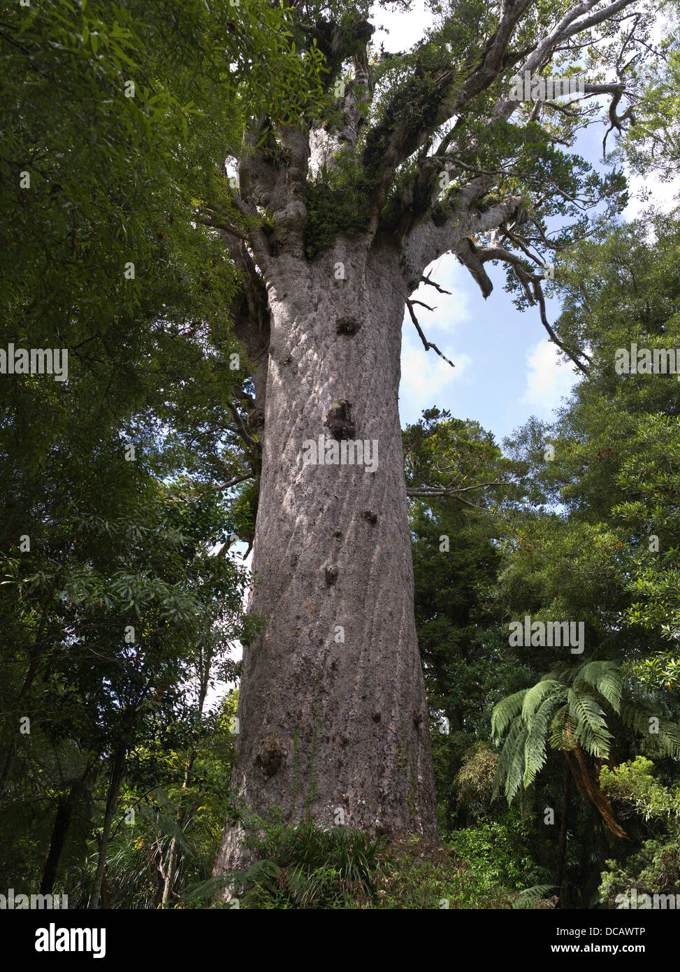 Dh Tane Mahuta WAIPOUA FOREST NEUSEELAND grössten Kauri baum Regenwald Stockfoto