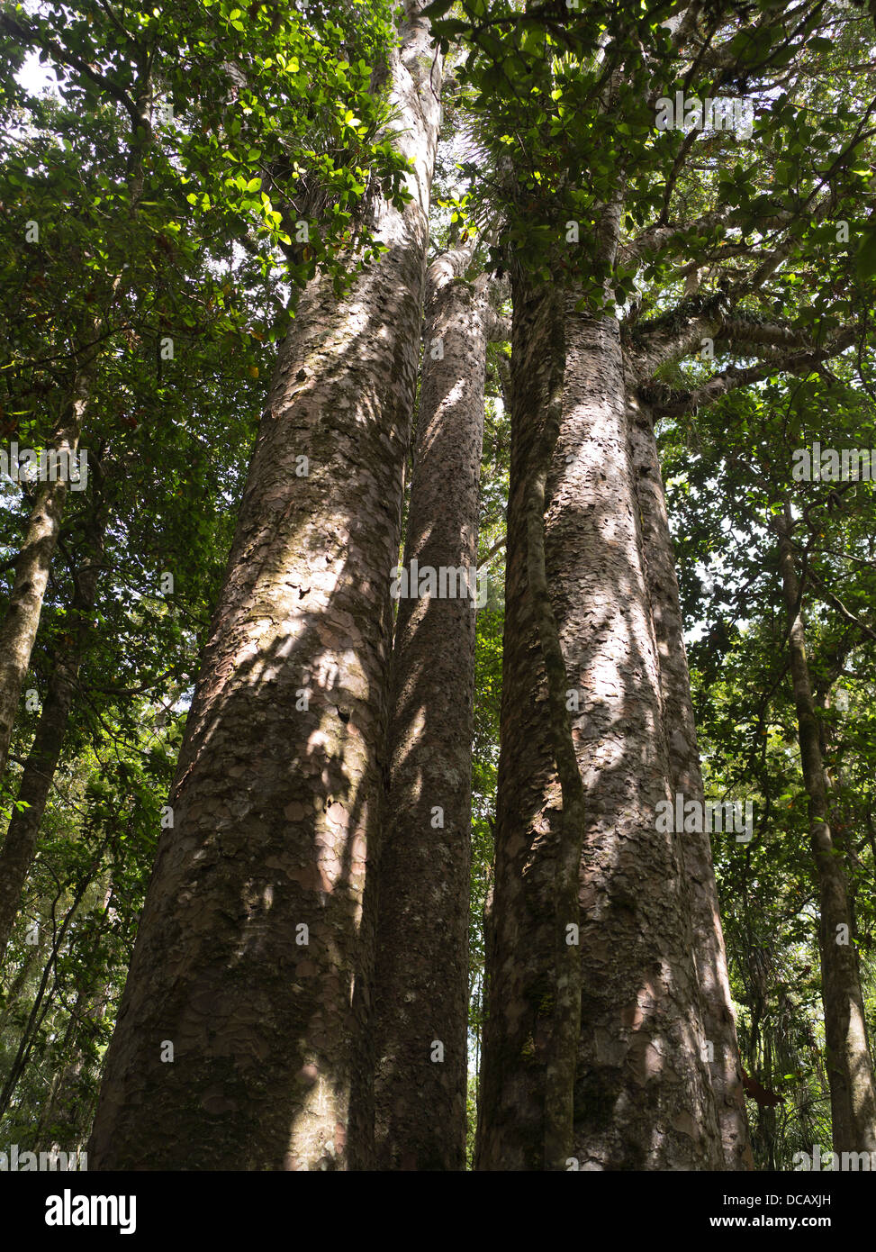 Dh vier Schwestern WAIPOUA FOREST NEUSEELAND vier Kauri Bäume Regenwald Baum Stockfoto