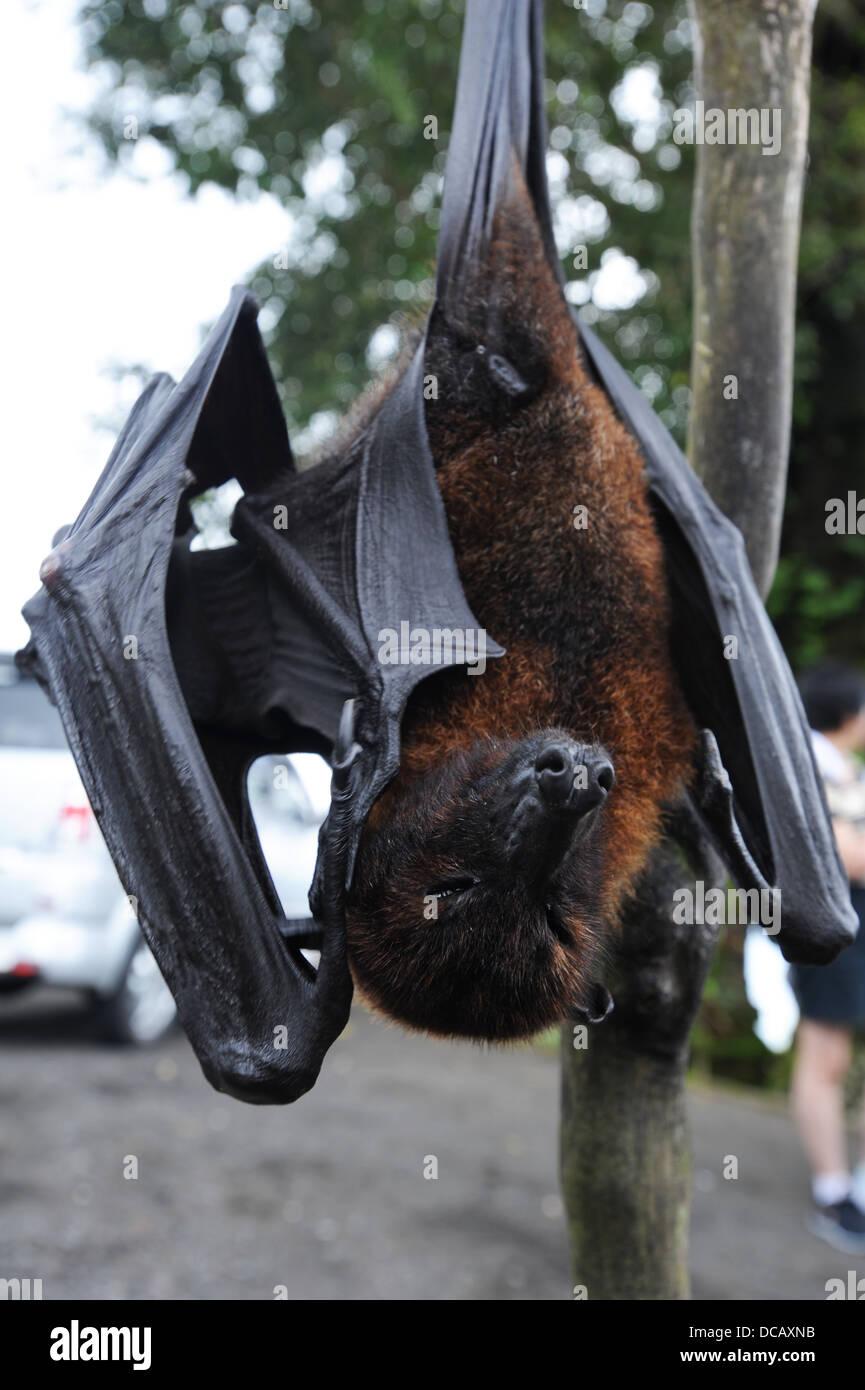 Pteropus giganteus Fotos und Bildmaterial in hoher Auflösung Alamy