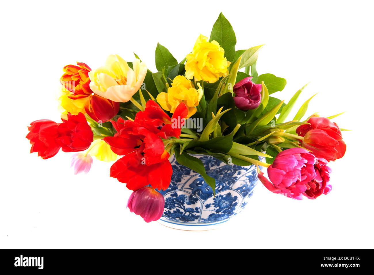 Holländische Tulpen Stockfoto