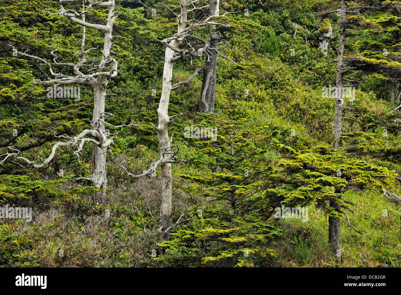 Sitka-Fichte auf der Gordon Inseln Haida Gwaii Queen Charlotte Islands Gwaii Haanas NP British Columbia Kanada Stockfoto