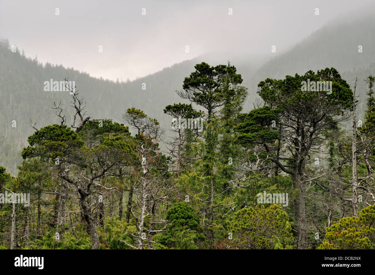 Verkümmerte Spruce Bäume Bonsai Wald Island Bay Haida Gwaii Queen Charlotte Islands Gwaii Haanas NP British Columbia Kanada Stockfoto
