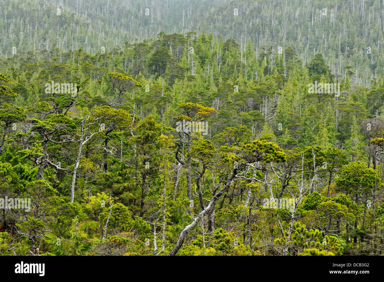 Verkümmerte Spruce Bäume Bonsai Wald Island Bay Haida Gwaii Queen Charlotte Islands Gwaii Haanas NP British Columbia Kanada Stockfoto