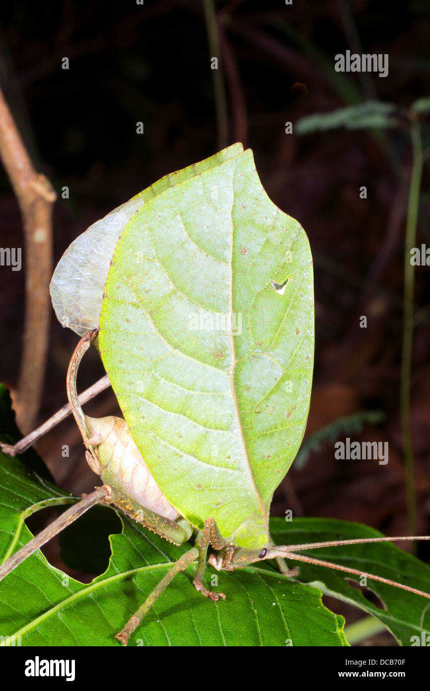 Grünes Blatt mimischen Grashuepfer versteckt in einem Busch, Ecuador Stockfoto