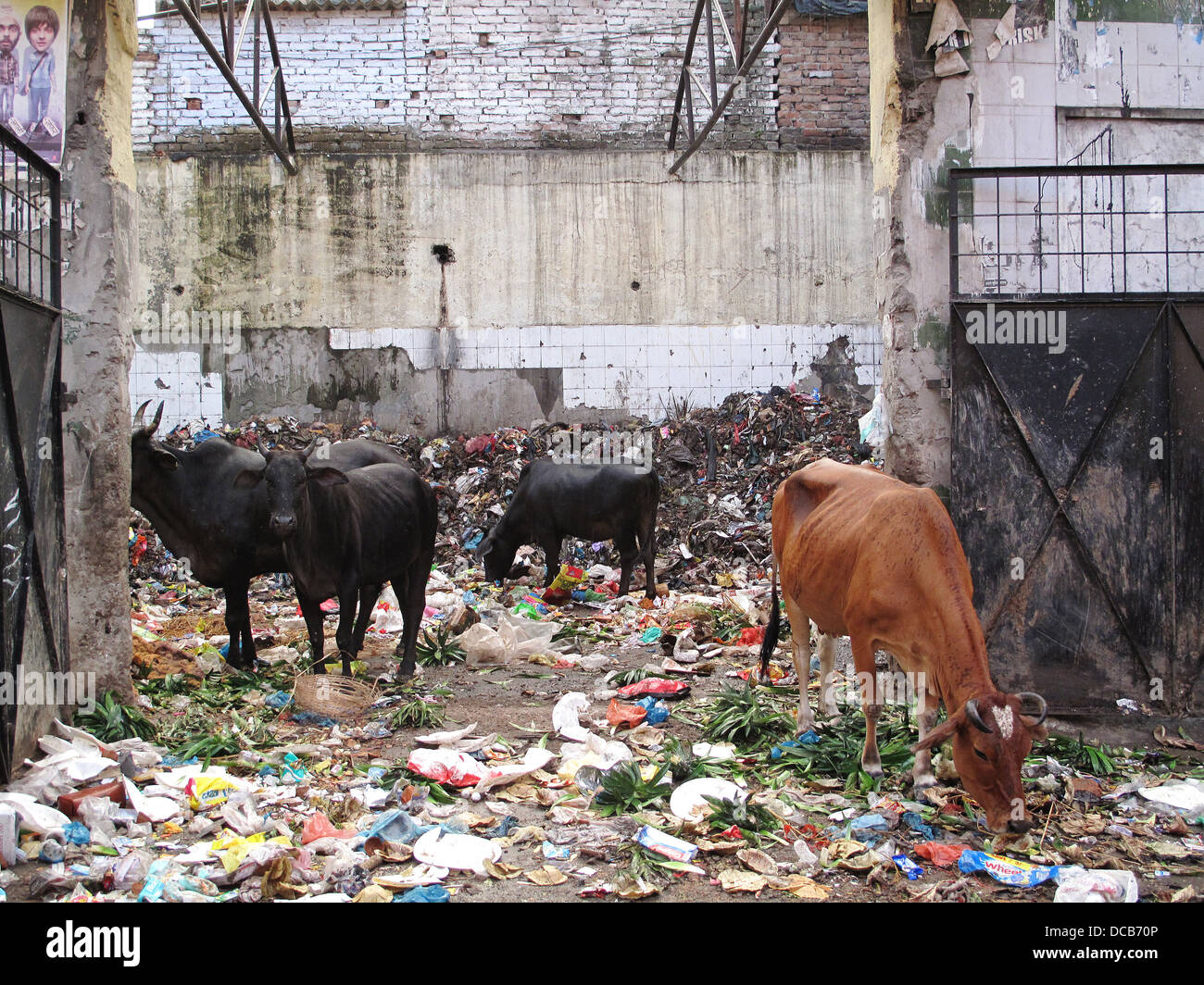 Kühe nach Essen unter den Müll in Varanasi, Indien Stockfoto
