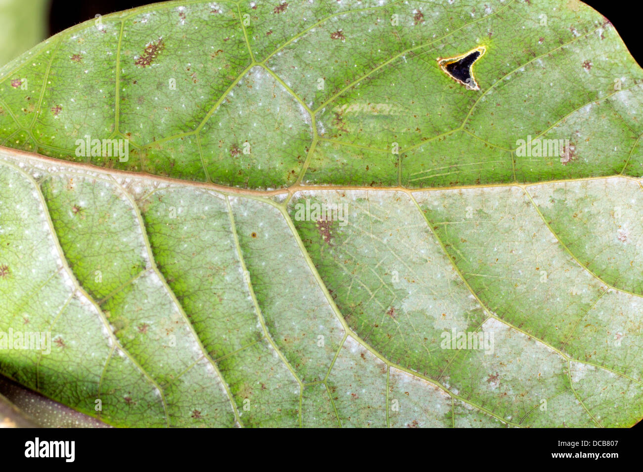 Detail des Flügels der ein Blatt mimischen Grashuepfer aus dem ecuadorianischen Amazonas. Stockfoto