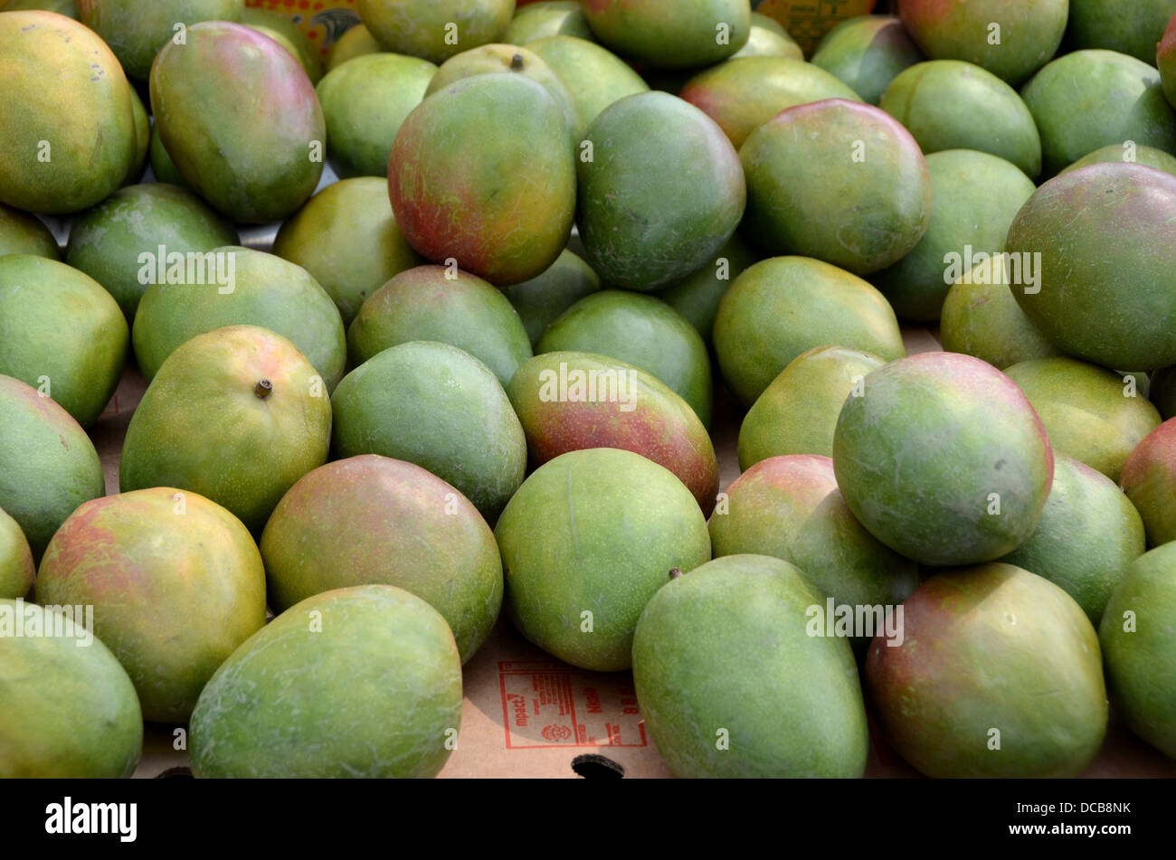 Mangos auf dem Markt in Antwerpen. Stockfoto