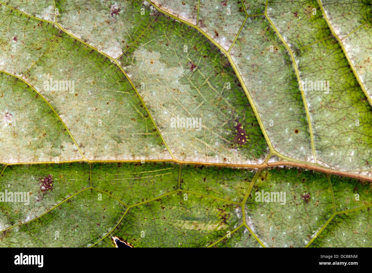Detail des Flügels der ein Blatt mimischen Grashuepfer aus dem ecuadorianischen Amazonas. Stockfoto