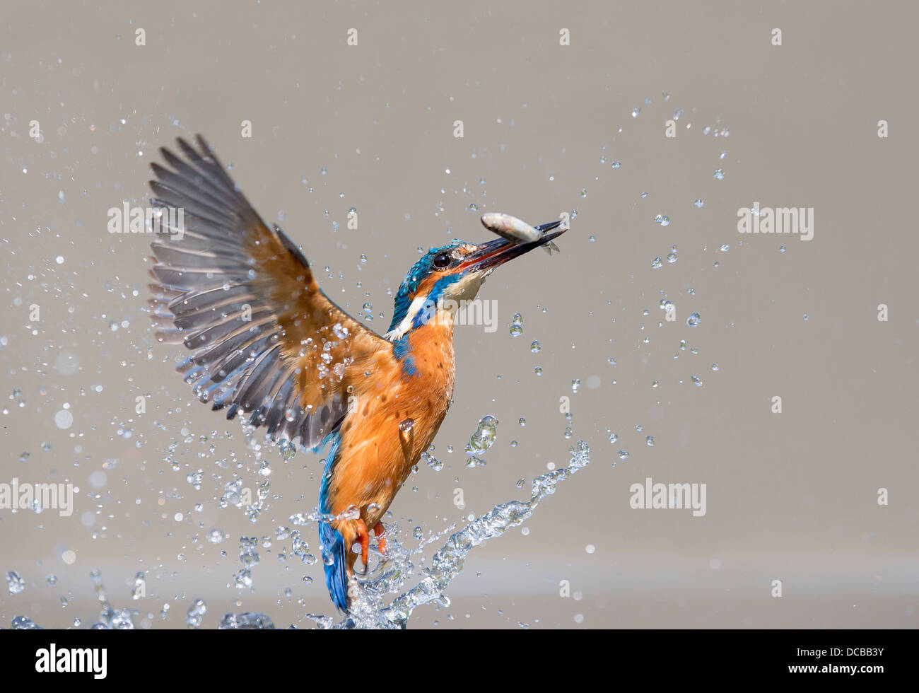 Eisvogel wieder zurück auf den Barsch nach dem Tauchen für einen Fisch Stockfoto