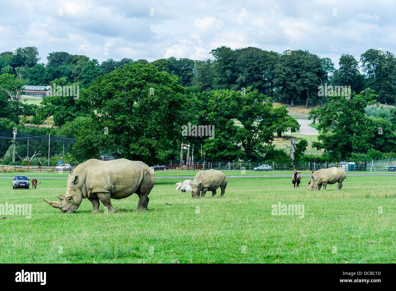 Rhinos Longleat Tiere Wildlife Safari Park Stockfoto