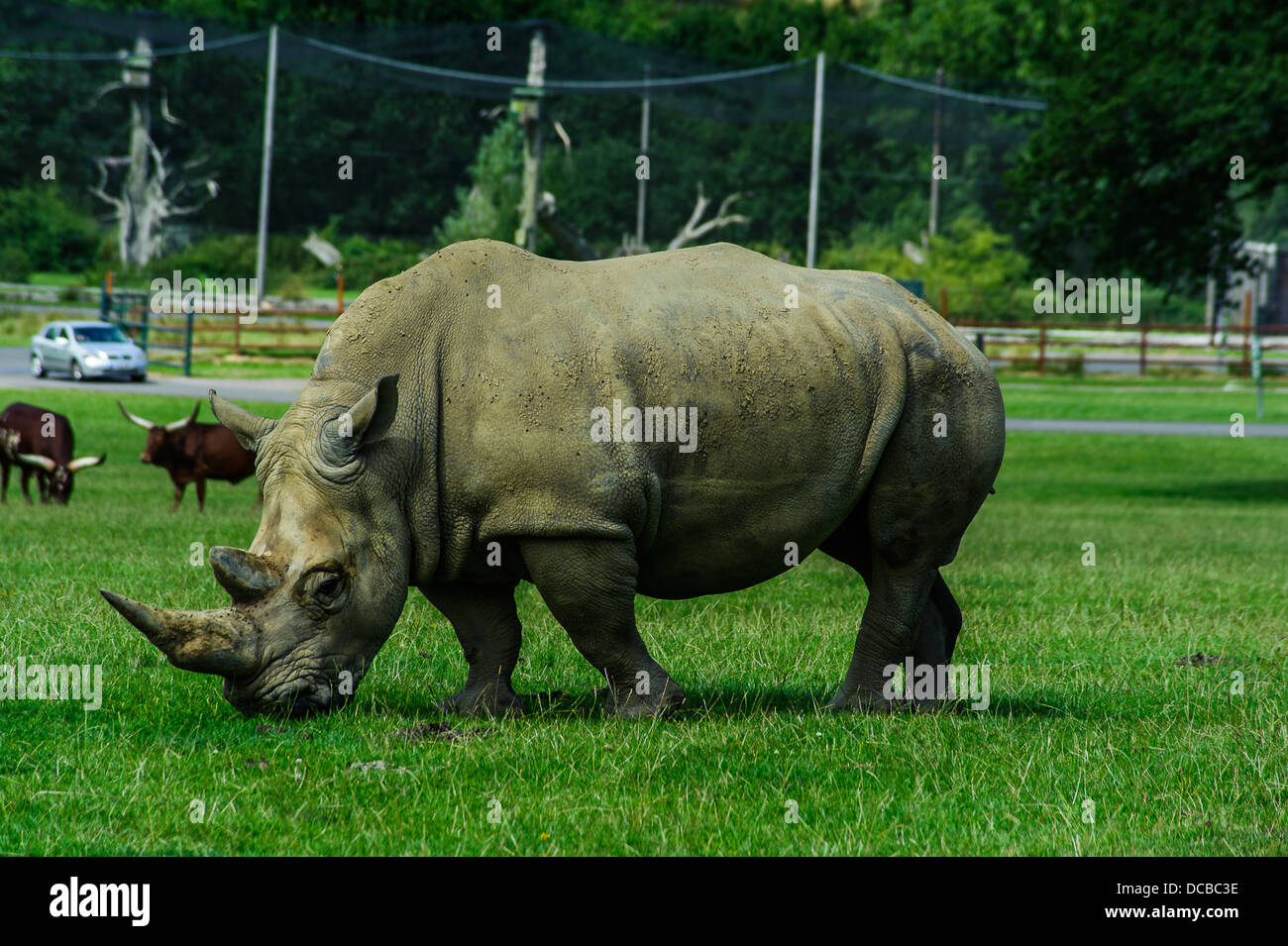 Longleat spielt eine entscheidende Rolle in einem letzten verzweifelten internationale Rennen seltensten Rhino der Welt vor dem Aussterben zu bewahren Stockfoto