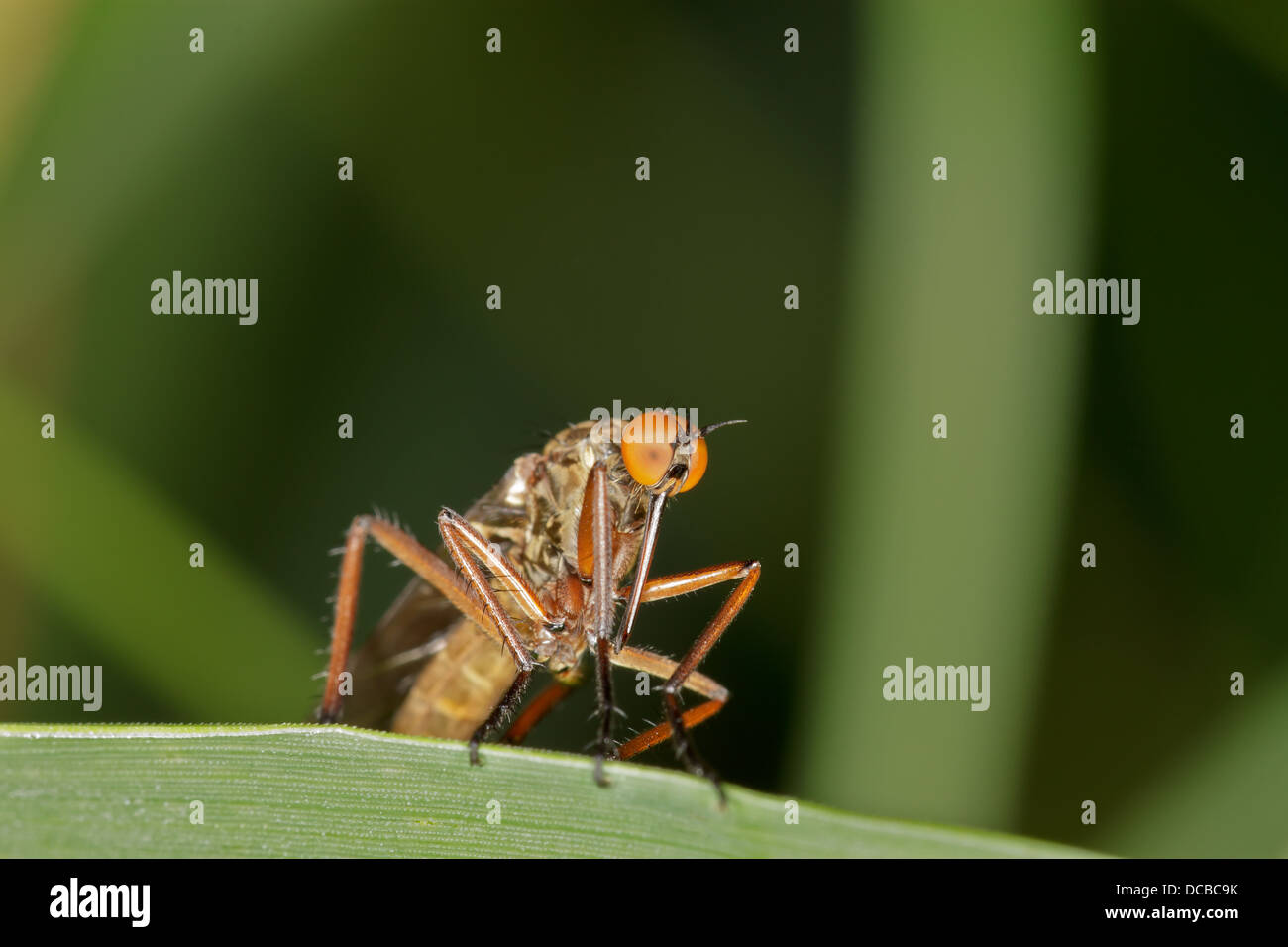 Schließen Sie herauf Bild einer Mücke Stockfoto