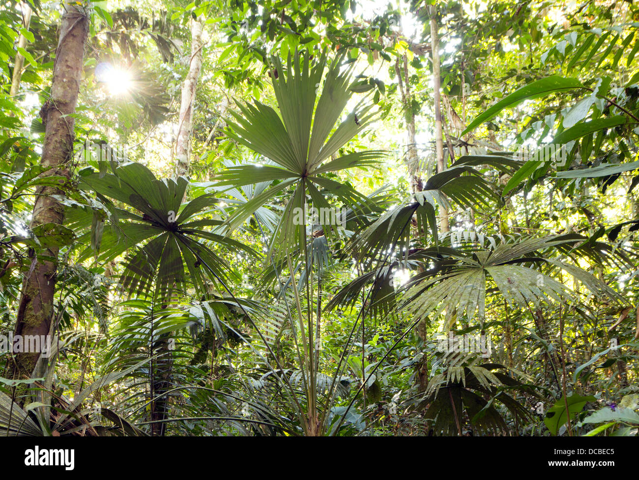 Innenraum des tropischen Regenwaldes im Yasuni-Nationalpark in Ecuador mit Palme im Vordergrund Stockfoto