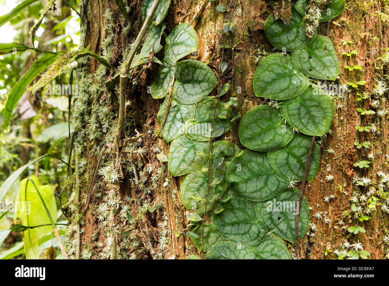 Tropische Kletterpflanze Stockfotos und -bilder Kaufen - Alamy