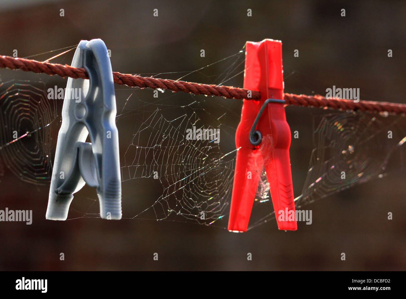 Wäscheklammern an die Wäscheleine mit Spinnennetz Stockfoto