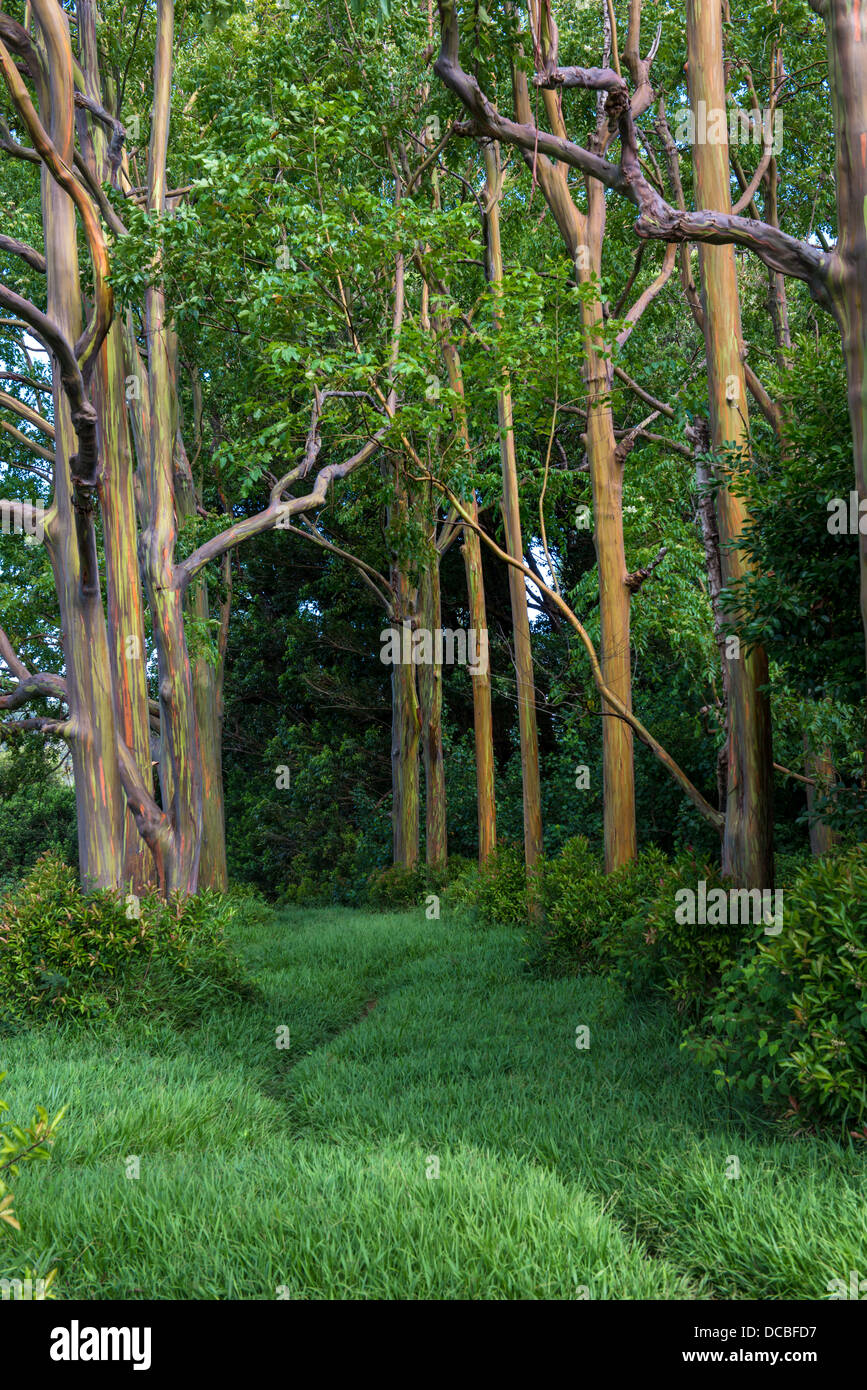 Regenbogen Eukalyptus Stockfotos und -bilder Kaufen - Alamy