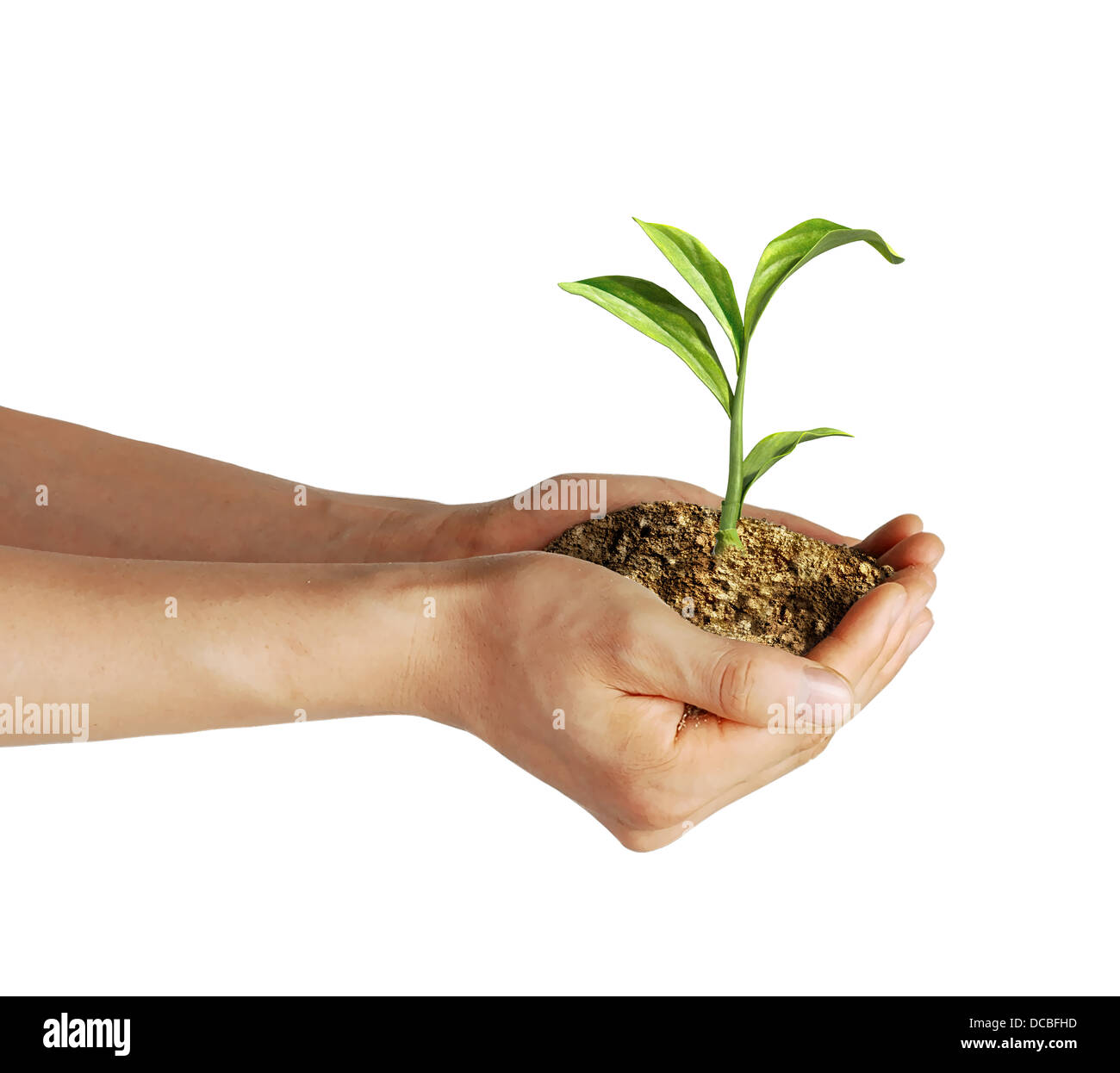 Hände des Mannes halten Boden mit ein wenig wachsen grüne Pflanze. Angesehen von der Seite, auf weißem Hintergrund mit Beschneidungspfad enthalten Stockfoto