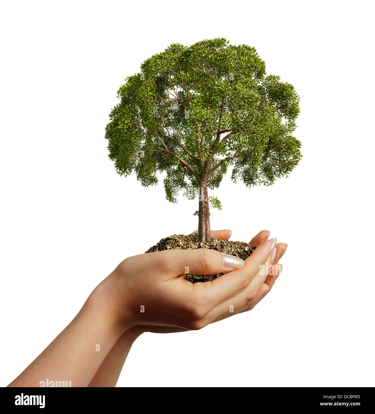 Frauenhand halten Boden mit einem Baum. Von einer Seite auf weißem Hintergrund betrachtet. Stockfoto
