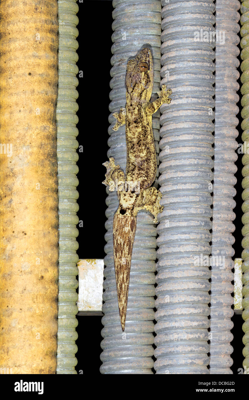 Rübe Tailed Gecko (Thecadactylus Solimoensis) auf elektrischen Leitungen, Ecuador Stockfoto