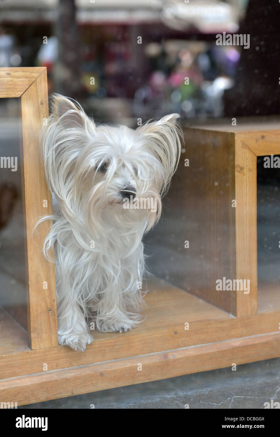 Hund in einem Geschäft Fenster, Ajaccio, Korsika Stockfoto