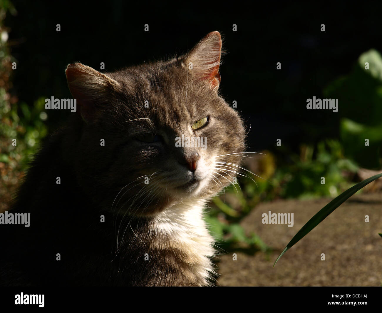 Porträt der graue Katze mit gelben Augen Stockfoto